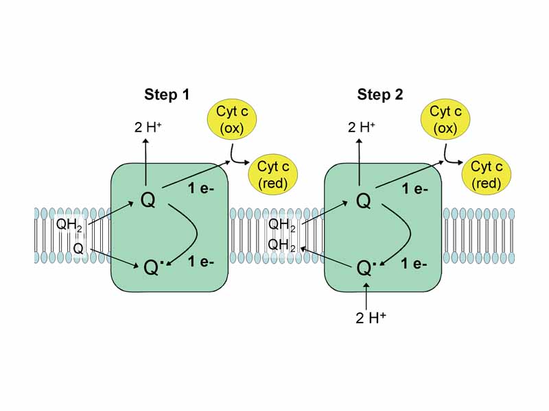The two electron transfer steps in complex III: Q-cytochrome c oxidoreductase.