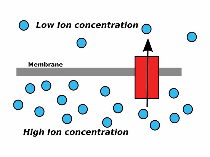 An Ion gradient has potential energy and can be used to power chemical reactions when the ions pass through a channel (red).