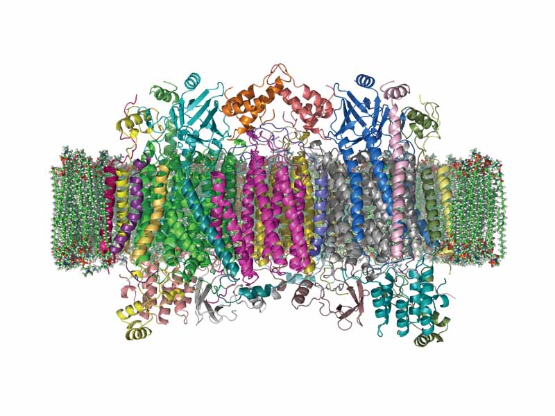 The crystal structure of bovine cytochrome c oxidase in a phospholipid bilayer. The intermembrane space lies to top of the image. Adapted from PDB 1OCC (It is a homo dimer in this structure)