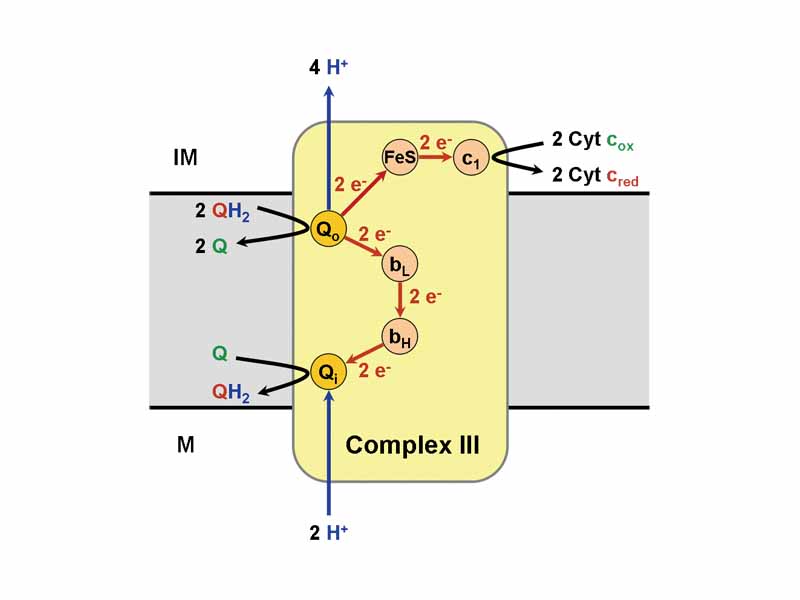 schematic illustration of complex III reactions
