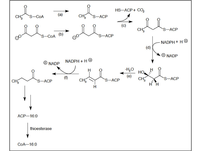 Synthesis of Straight-Chain Saturated Fatty Aids