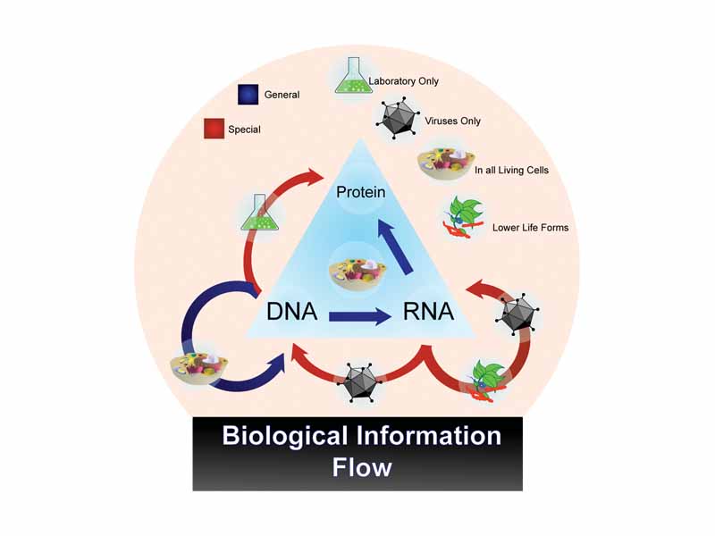 Information flow in biological systems