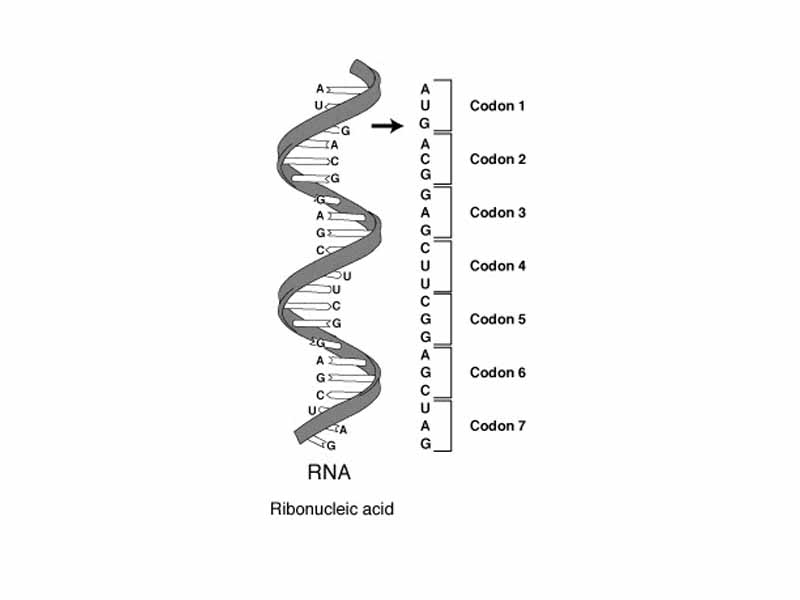 A series of codons in part of a mRNA molecule. Each codon consists of three nucleotides, representing a single amino acid.