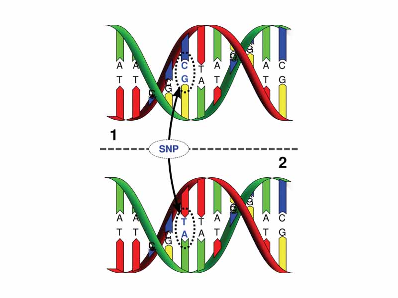 DNA strand 1 differs from DNA strand 2 at a single base-pair location (a C/T polymorphism).