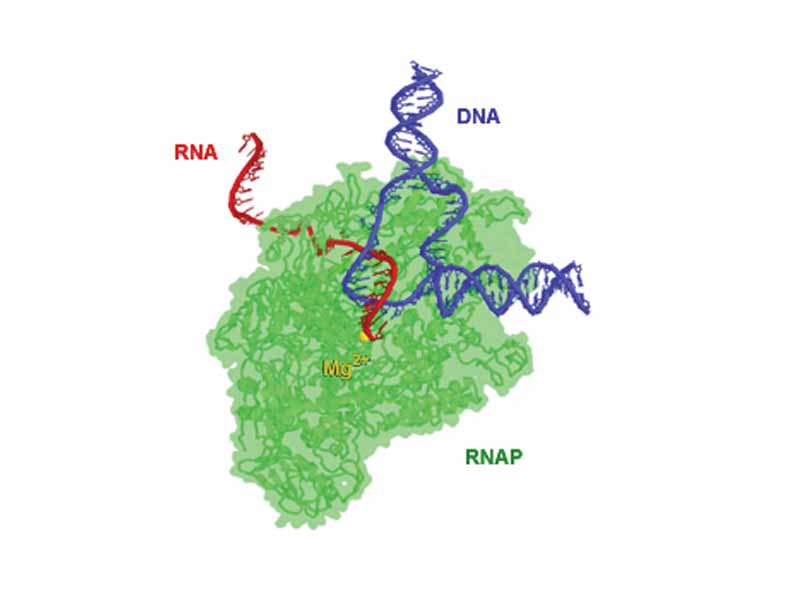 RNAP from T. aquaticus pictured during elongation. Portions of the enzyme were made transparent so as to make the path of RNA and DNA more clear. The magnesium ion (yellow) is located at the enzyme active site.