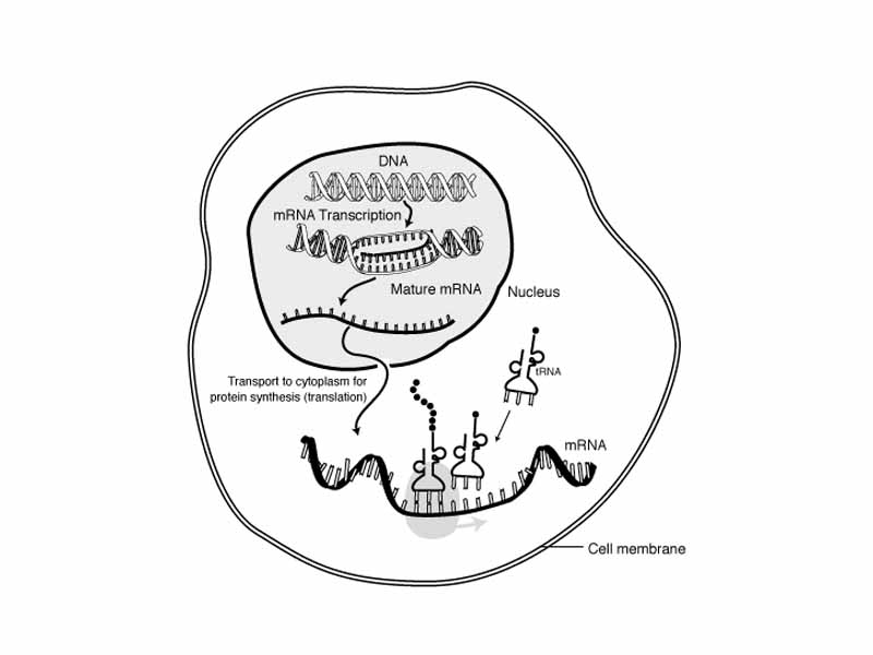 The life cycle of an mRNA in a eukaryotic cell. RNA is transcribed in the nucleus; once completely processed, it is transported to the cytoplasm and translated by the ribosome. At the end of its life, the mRNA is degraded.
