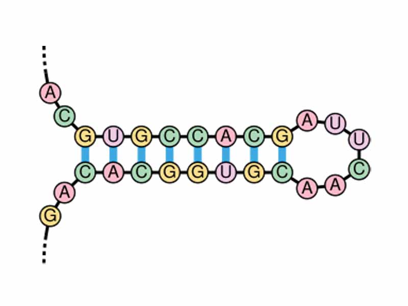 An RNA stem loop