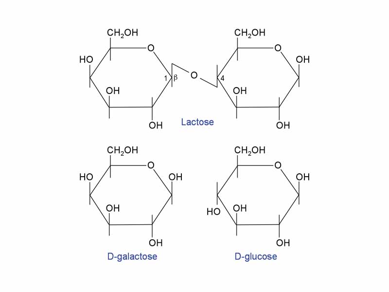 Structure of lactose and the products of its cleavage.