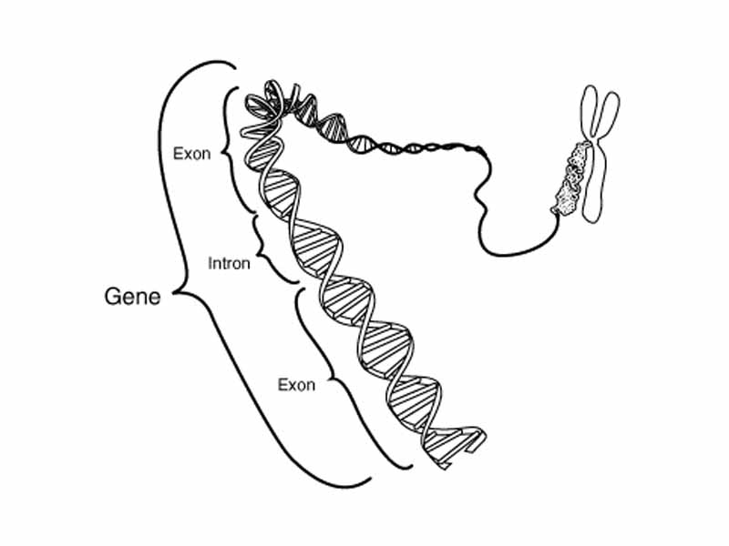 Diagram of the location of introns and exons within a gene.