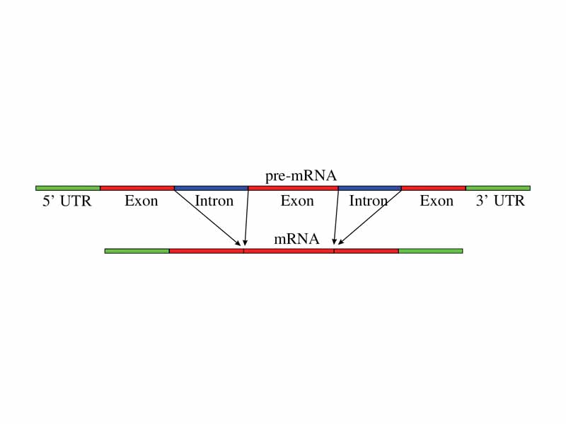 Simple illustration of pre-mRNA to mRNA splicing.