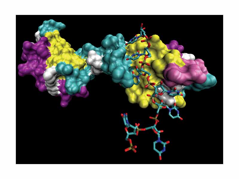 The essential spliceosome component U2AF bound to a short polypyrimidine RNA fragment.