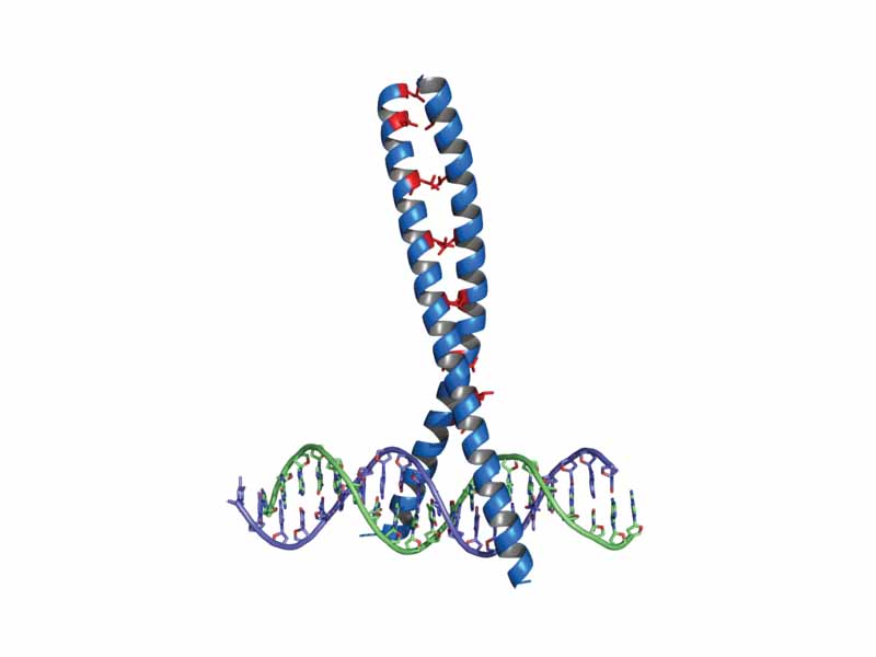 Leucine Zipper (blue) bound to DNA. The leucine residues are colored red