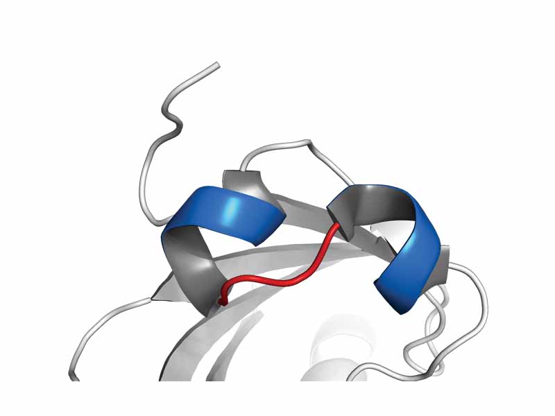 A basic-helix-loop-helix (bHLH) is a protein structural motif that characterizes a family of transcription factors.