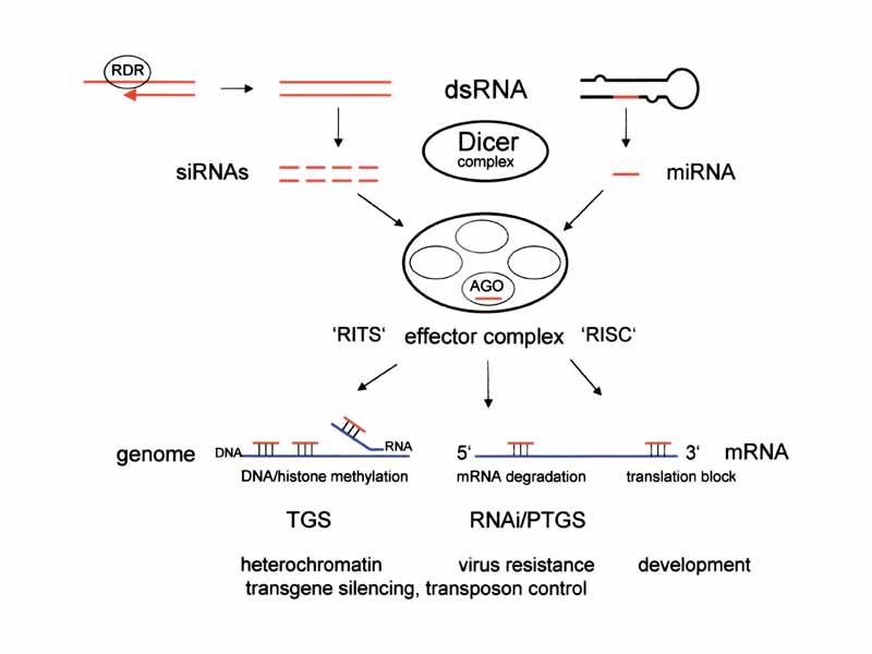 Cells use dicer to trim double stranded RNA to form small interfering RNA or microRNA. An exogenous dsRNA or endogenous pre-miRNA can be processed by dicer and incorporated into the RNA-induced silencing complex (RISC), which targets single-stranded messenger RNA molecules and triggers translational repressio