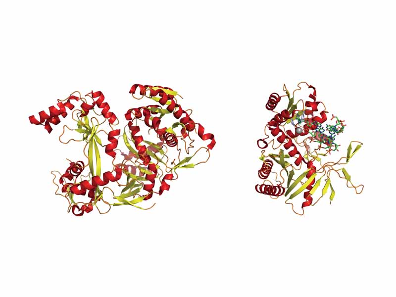 A full-length argonaute protein from the archaea species Pyrococcus furiosus. Right: The PIWI domain of an argonaute protein in complex with double-stranded RNA.