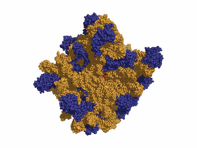 Atomic structure of the 50S Large Subunit of the Ribosome. Proteins are colored in blue and RNA in orange. The active site, adenine 2486 is colored in red. Image created from PDB id, 1s72 using PyMol