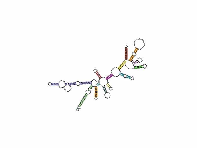 Small subunit ribosomal RNA, 5' domain taken from the Rfam database. This example is RF00177