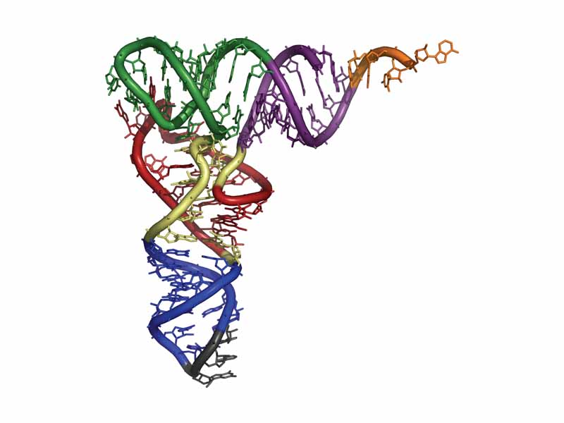 Structure of tRNA. CCA tail in orange, Acceptor stem in purple, D arm in red, Anticodon arm in blue with Anticodon in black, T arm in green.