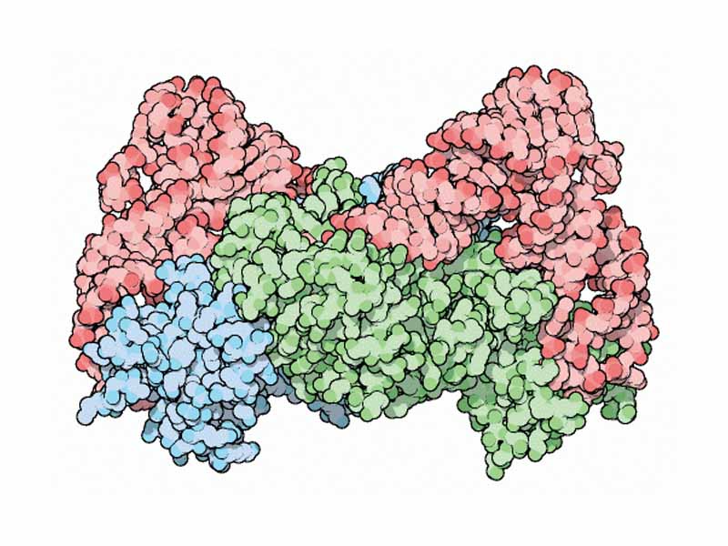 Aminoacyl tRNA synthetase for aspartic acid (Class II aaRS). It is a dimer of two identical subunits (blue and green); tRNA molecules are shown in red.