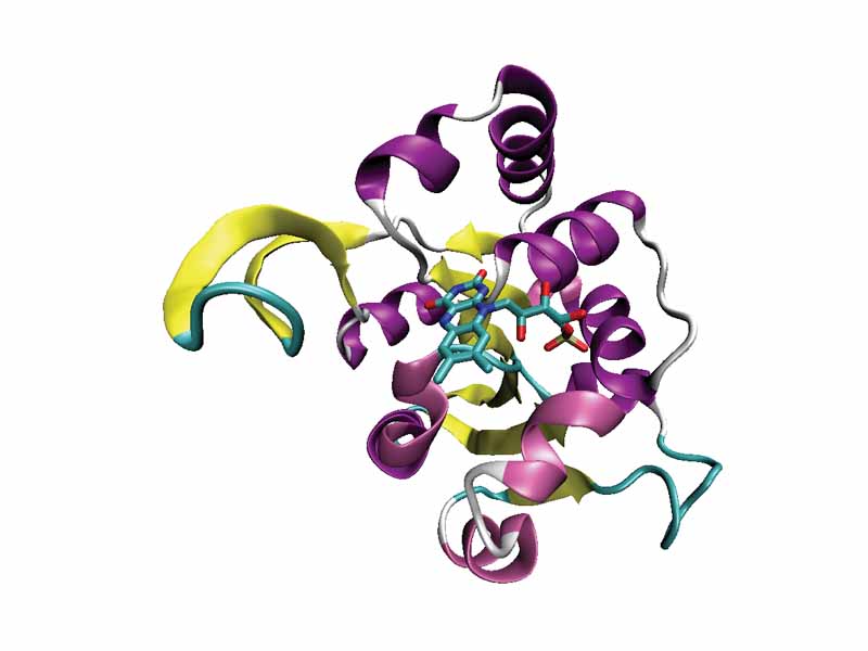 An example of the Rossmann fold, a structural domain of a decarboxylase protein from the bacterium Staphylococcus epidermidis (PDB ID 1G5Q) with the bound flavin mononucleotide cofactor shown.