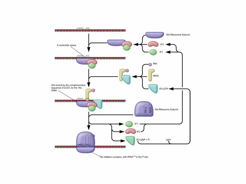 The process of initiation of translation in prokaryotes.