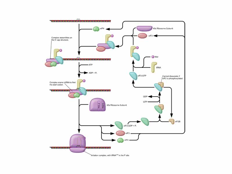 The process of initiation of translation in eukaryotes.