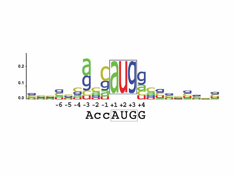 A sequence logo showing the most conserved bases around the initiation codon from all human mRNAs.