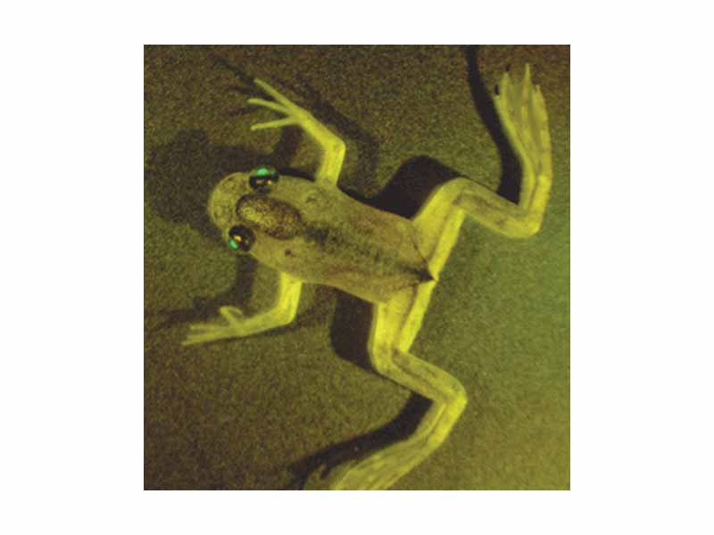 The gamma-crystalline promoter drives expression of the green fluorescent protein reporter gene exclusively in the eye of an adult frog.