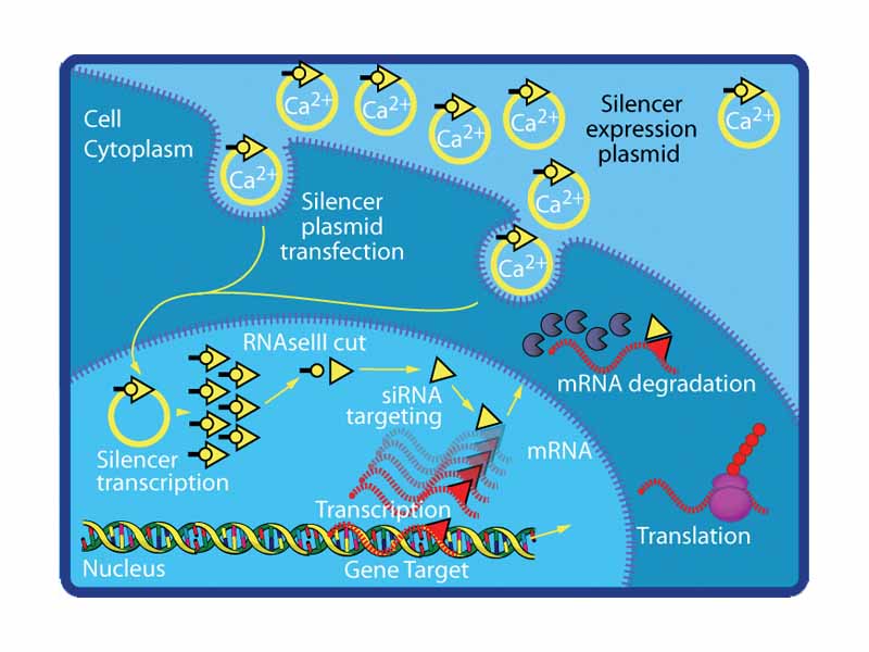 Mediating RNA interference in cultured mammalian cells.