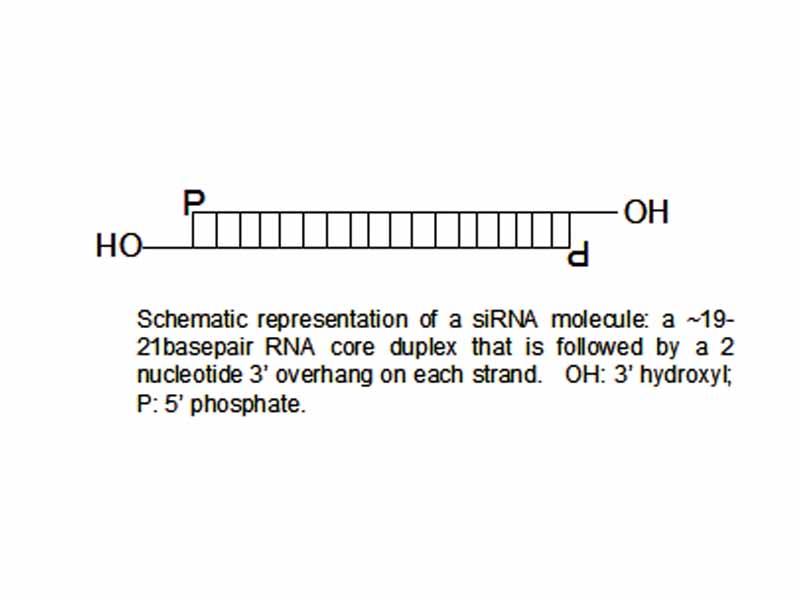 SiRNAs have a well defined structure: a short (usually 21-nt) double-strand of RNA (dsRNA) with 2-nt 3' overhangs on either end