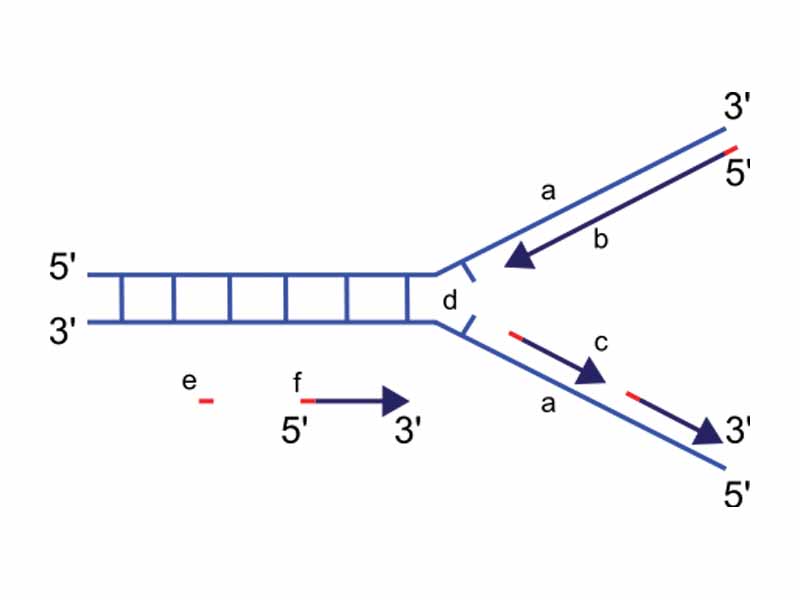 Scheme of the replication fork.  a: template, b: leading strand, c: lagging strand, d: replication fork, e: primer, f: Okazaki fragments