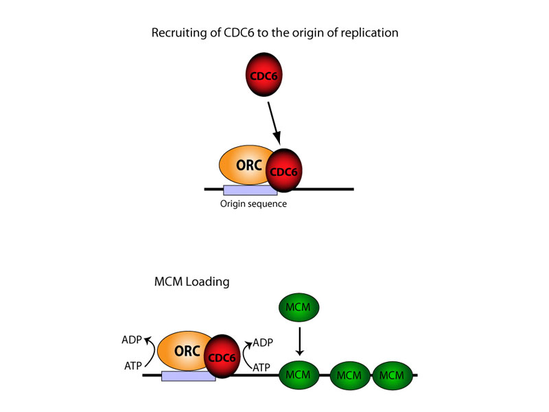 Potential role of Cdc6 at the initiation of DNA replication.