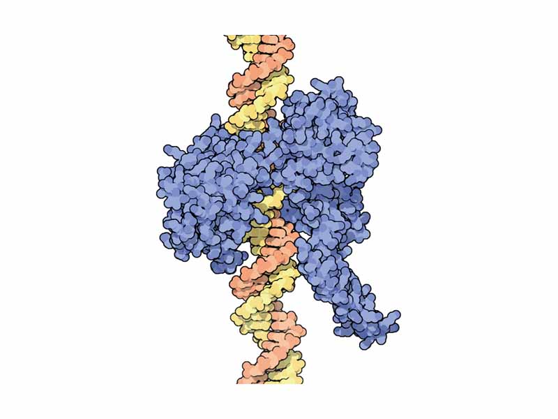 Topoisomerase I solves the problem caused by tension generated by winding/unwinding of DNA. It wraps around DNA and makes a cut permitting the helix to spin. Once DNA is relaxed, topoisomerase reconnects broken strands
