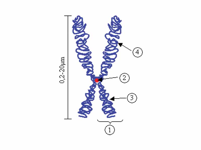 Chromosome.  (1) Chromatid. One of the two identical parts of the chromosome after S phase.  (2) Centromere. The point where the two chromatids touch, and where the microtubules attach.  (3) Short arm  (4) Long arm.