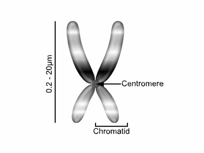 A representation of a condensed eukaryotic chromosome, as seen during cell division.