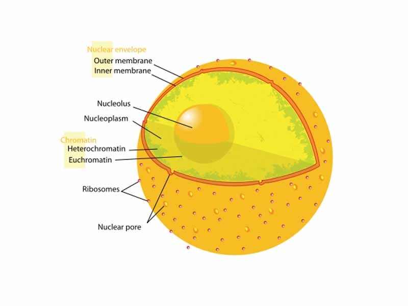 The nucleus of a human cell showing the location of heterochromatin