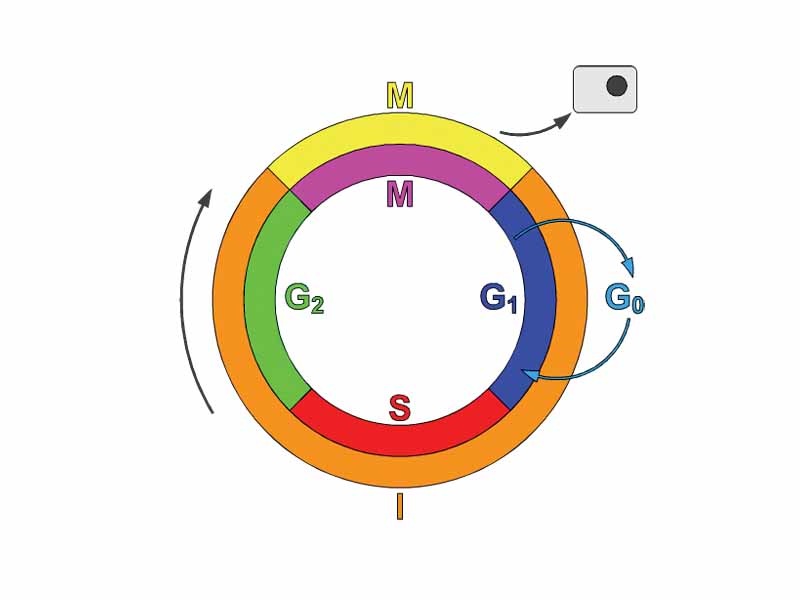 Schematic of the cell cycle. outer ring: I=Interphase, M=Metaphase; inner ring: M=Mitosis, G1=Gap 1, G2=Gap 2, S=Synthesis; not in ring: G0=Gap 0/Resting. The duration of mitosis in relation to the other phases has been exaggerated in this diagram.