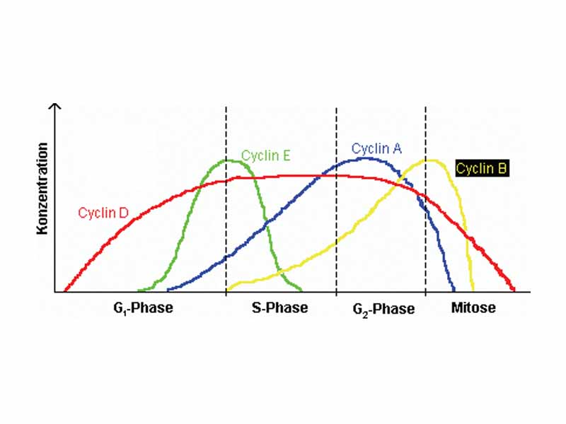 Expression of cyclins through the cell cycle.