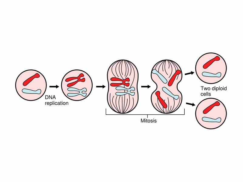 Mitosis divides genetic information during cell division.
