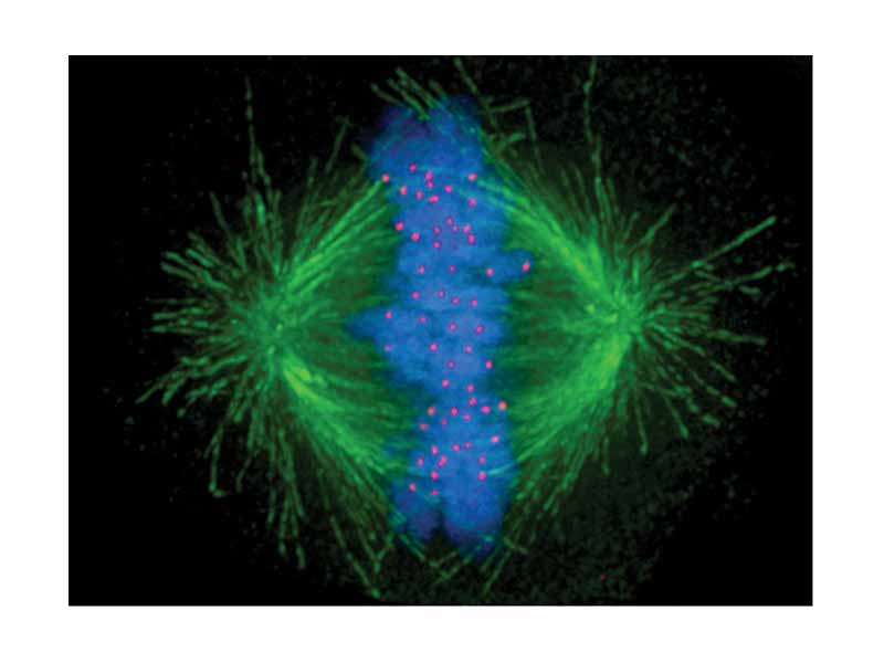 Image of a human cell showing microtubules in green, chromosomes (DNA) in blue, and kinetochores in red