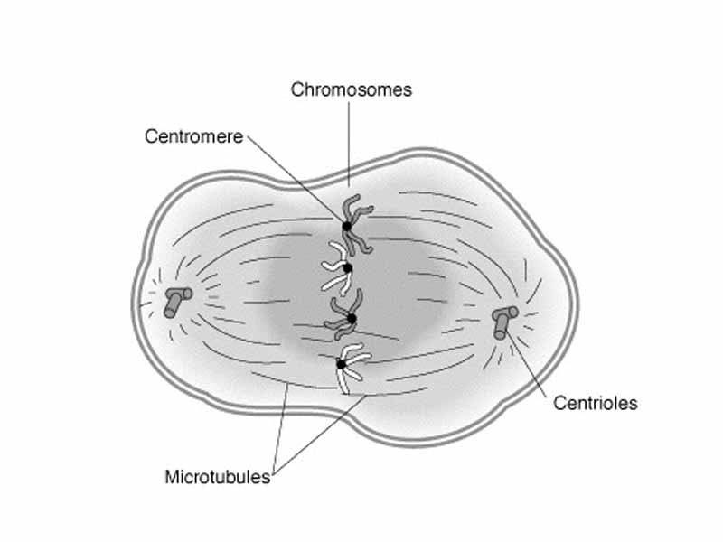 In metaphase, the chromosomes align in the middle of the cell.