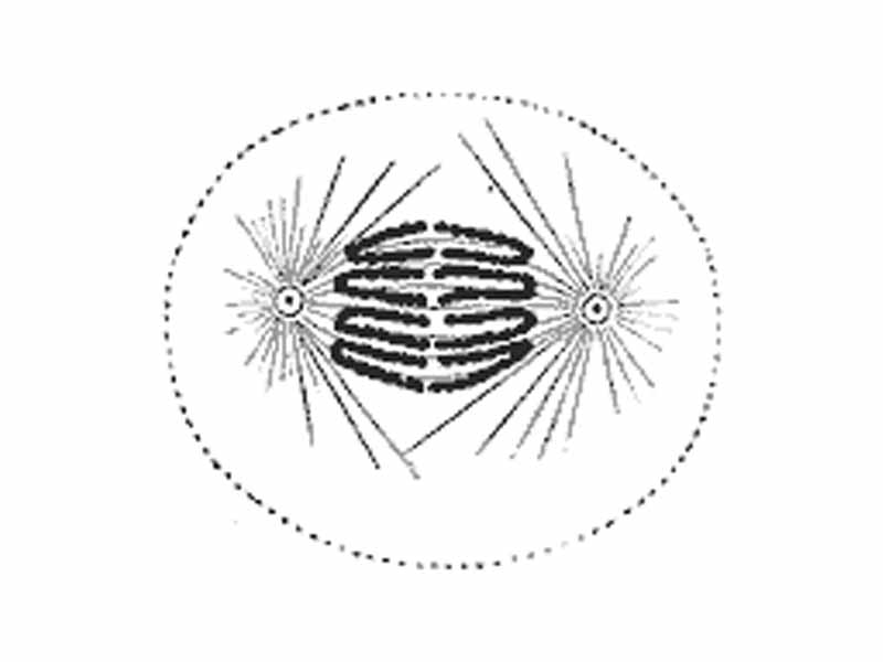 Early anaphase: Kinetochore microtubules shorten