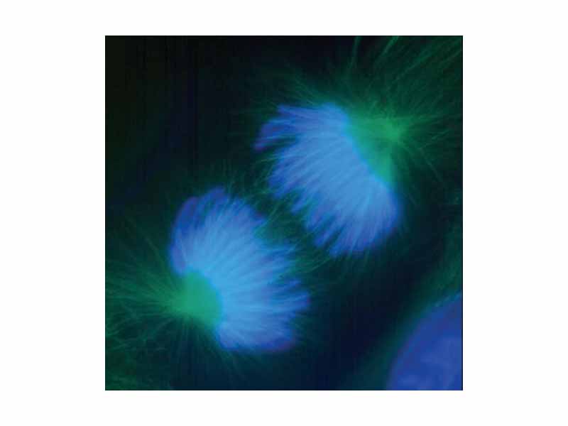 Anaphase: Lengthening nonkinetochore microtubules push the two sets of chromosomes further apart.
