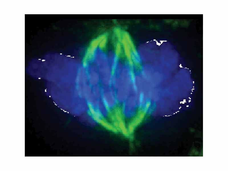 Micrograph showing condensed chromosomes in blue and the mitotic spindle in green during prometaphase of mitosis