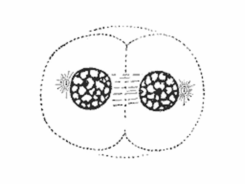 Telophase: The decondensing chromosomes are surrounded by nuclear membranes. Note cytokinesis has already begun, the pinching is known as the cleavage furrow.