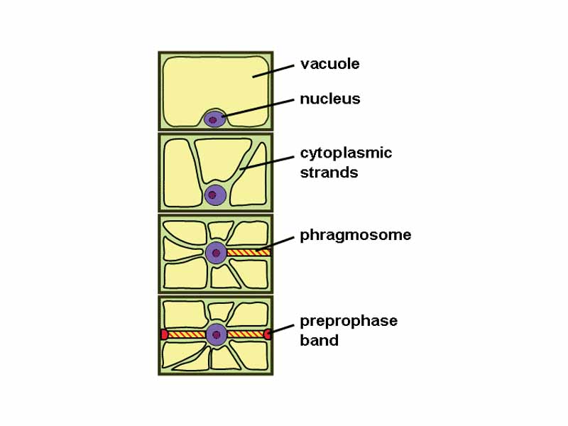 Phragmosome formation in a highly vacuolated plant cell. From top to bottom: 1) Interphase cell with large central vacuole. 2) Cytoplasmic strands starting to penetrate vacuole. 3) Nucleus migration into center and formation of the phragmosome. 4) Phragmosome formation completed and formation of preprophase band marking future cell division plane.