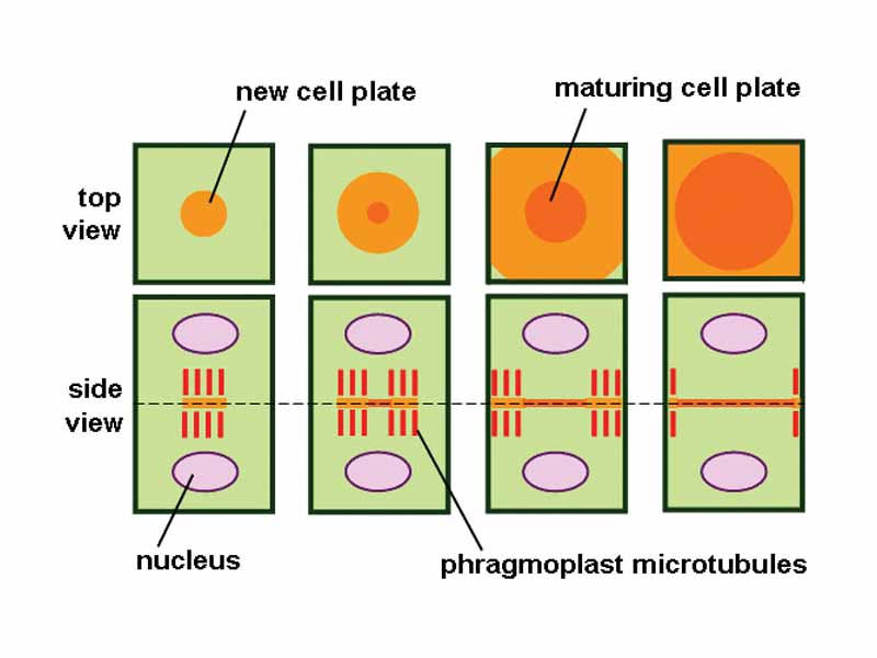 Phragmoplast and cell plate formation in a plant cell during cytokinesis. Left side: Phragmoplast forms and cell plate starts to assemble in the center of the cell. Towards the right: Phragmoplast enlarges in a donut-shape towards the outside of the cell, leaving behind mature cell plate in the center. The cell plate will transform into the new cell wall once cytokinesis is complete.