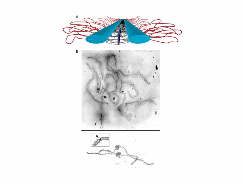 The Synaptonemal Complex. (A) Model of the SC. Lateral elements (light blue rods) of homologous chromosomes align and synapse together via a meshwork of transverse filaments (black lines) and longitudinal filaments (dark blue rods). The longitudinal filaments are collectively referred to as the central element of the SC. Ellipsoidal structures called recombination nodules (gray ellipsoid) are constructed on the central region of the SC. As their name implies, recombination nodules are believed to be involved in facilitating meiotic recombination (crossing over). The chromatin (red loops) of each homologue is attached to its corresponding lateral element. Because there are two sister chromatids in each homologue, two loops are shown extending laterally from each point along a lateral element. (B) Top: Set of tomato SCs. Chromatin sheaths are visible around each SC. Bottom: Two tomato SCs. The chromatin has been stripped from the SCs, allowing the details of the SC to be observed. Each SC has a kinetochore (ball-like structure) at its centromere. Recombination nodules, ellipsoidal structures found on the central regions of SCs, mark the sites of crossover events (see inset).