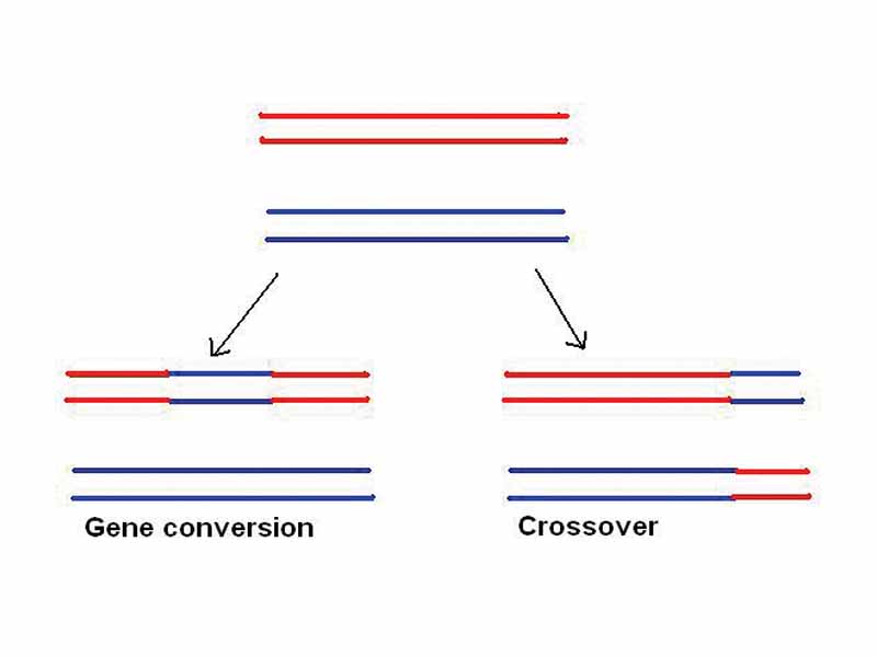 The difference between gene conversion and chromosomal crossover. Blue is the two chromatids of one chromosome and red is the two chromatids of another one.