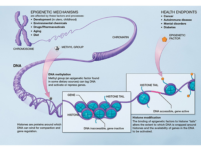 Epigenetic mechanisms.